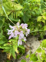 Saponaria officinalis