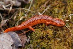 Pseudotriton ruber ruber