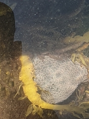 Phlyctenactis tuberculosa