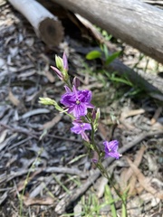 Arthropodium