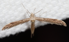 Lioptilodes albistriolatus