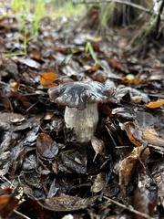 Entoloma ferruginans