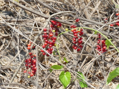 Tinospora cordifolia