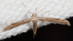 Lioptilodes albistriolatus