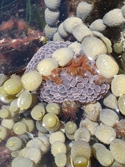 Phlyctenactis tuberculosa