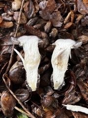 Entoloma ferruginans