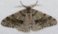 Phigalia strigataria