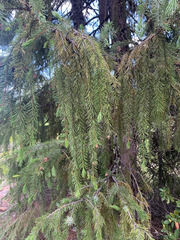 Picea breweriana