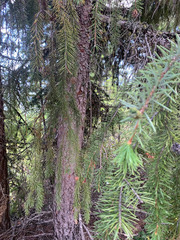 Picea breweriana