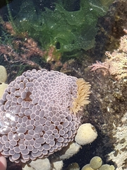 Phlyctenactis tuberculosa