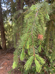 Picea breweriana