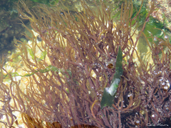 Gracilaria