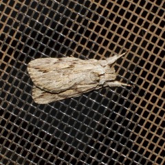 Ecnomodes sagittaria