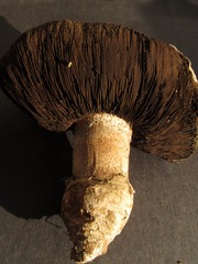 Agaricus pequinii