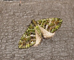 Austrocidaria similata
