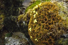 Aciphylla simplex