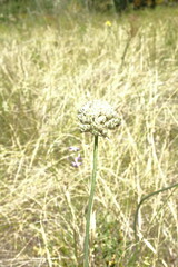 Allium strictum