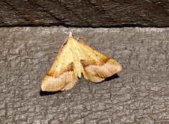 Anachloris subochraria