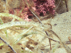 Stigmatopora narinosa