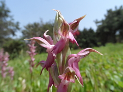 Anacamptis sancta