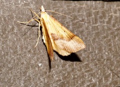 Anachloris subochraria