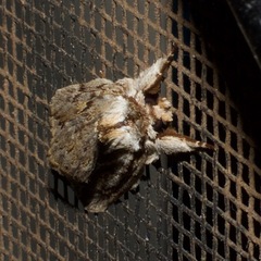 Ecnomodes sagittaria