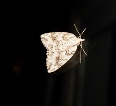 Pseudocoremia rudisata