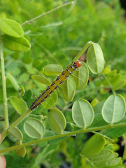 Uresiphita ornithopteralis