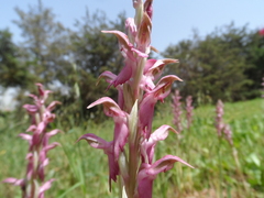 Anacamptis sancta