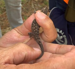Hemidactylus palaichthus
