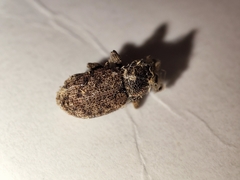 Otiorhynchus singularis