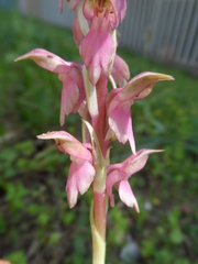 Anacamptis sancta