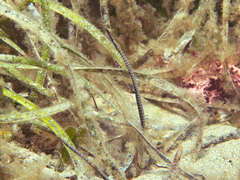 Stigmatopora narinosa