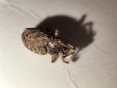 Otiorhynchus singularis