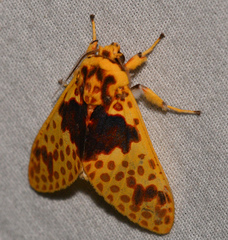 Amaxia pulchra