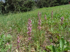 Anacamptis sancta