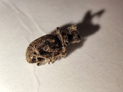 Otiorhynchus singularis