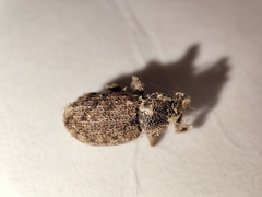 Otiorhynchus singularis