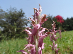 Anacamptis sancta