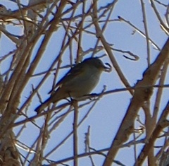 Setophaga coronata auduboni