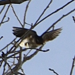 Setophaga coronata auduboni