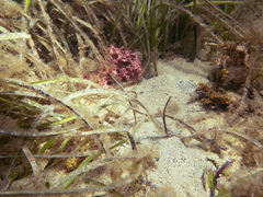 Stigmatopora narinosa