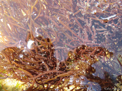 Gracilaria