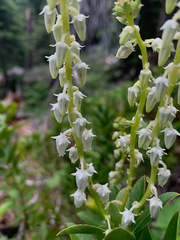 Leucothoe davisiae
