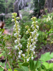 Leucothoe davisiae