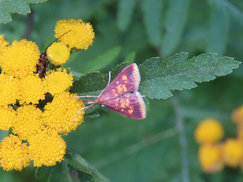 Mint-loving Pyrausta Moth photo 6