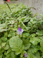 Mazus fauriei