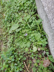 Mazus fauriei