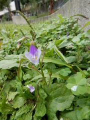 Mazus fauriei