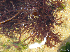 Gracilaria